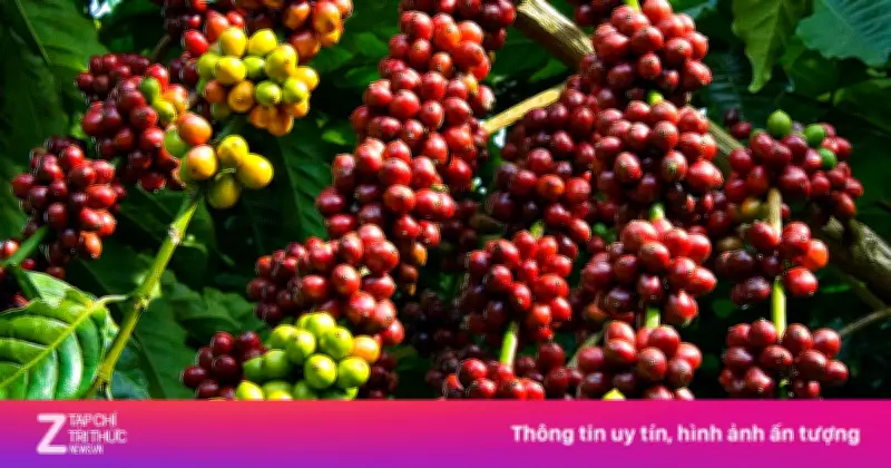 Hành Trình Cây Cà Phê Từ Châu Phi Đến Châu Á: Khám Phá Nguồn Gốc Và Sự Lan Tỏa