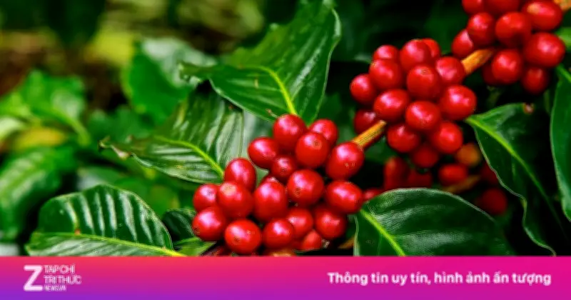 Hành Trình Toàn Cầu Của Cà Phê: Từ Châu Phi Đến Các Thuộc Địa Châu Âu