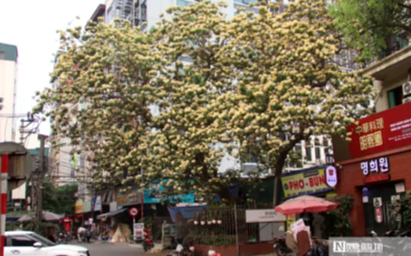 Hoa Bún Nở Rộ Ở Hà Nội: Sắc Trắng Vàng Rực Rỡ Giữa Tháng Tư