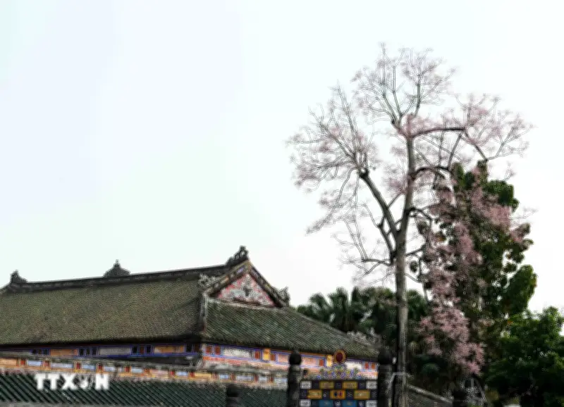 Hoa Ngô Đồng và Hoa Sứ Nở Rộ Tạo Cảnh Sắc Độc Đáo Trong Đại Nội Huế