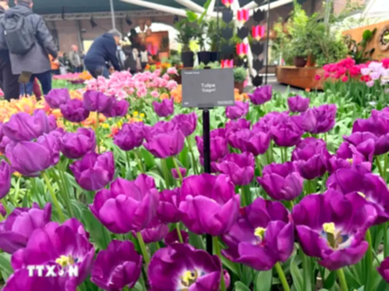 Hoa Tulip - Sứ Giả Mùa Xuân Thúc Đẩy Kinh Tế Và Du Lịch Hà Lan