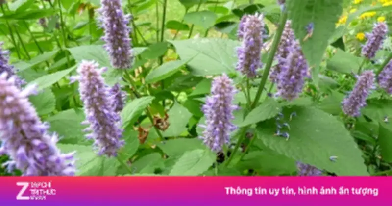 Hoắc hương: Thảo mộc thơm nức mũi, tốt cho sức khỏe và khử mùi cơ thể