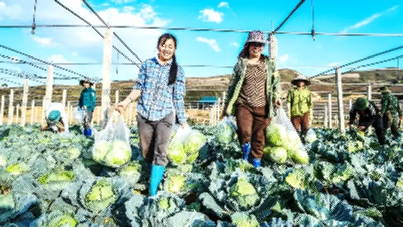 HTX nông nghiệp khó khăn trong liên kết chuỗi giá trị với kinh tế tư nhân