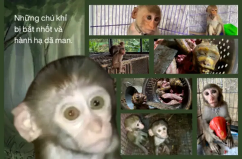 Hậu Trường Đen Tối Của Những Kênh YouTube Tỷ View Về Khỉ: Thảm Kịch Đằng Sau Những Video 'Dễ Thương'