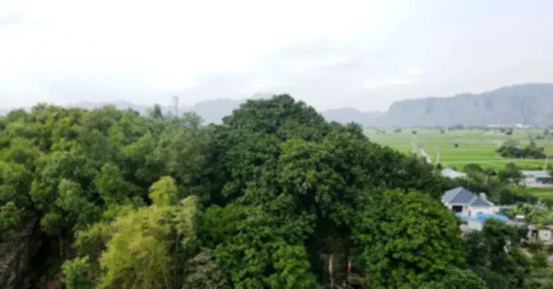 Đồi Bích Sơn Ninh Bình: Báu Vật Lim Xanh 600 Năm Và Đền Cổ Linh Thiêng