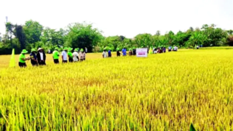 Ia Rsai: Chuyển mình mạnh mẽ trong sản xuất nông nghiệp