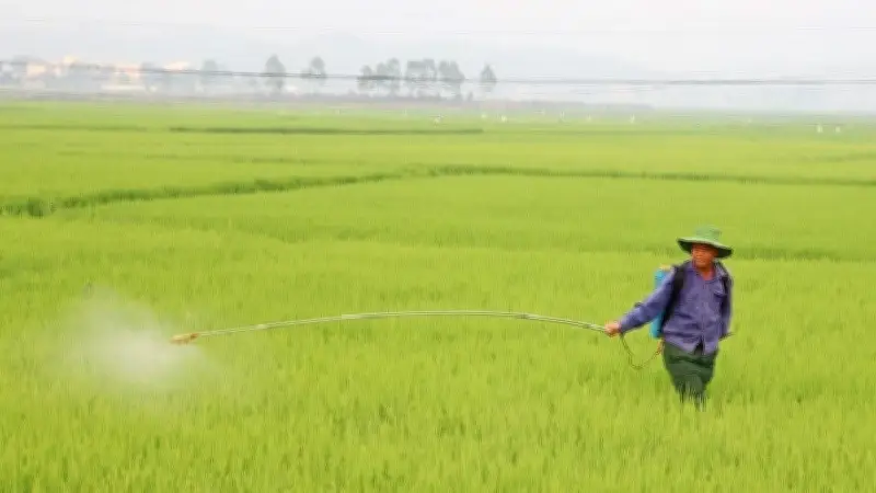 Điện Biên: Bệnh đạo ôn lá bùng phát mạnh, đe dọa hơn 9.700ha lúa vụ đông xuân