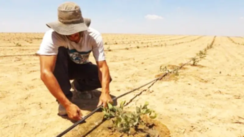 Israel Biến Sa Mạc Thành Đất Nông Nghiệp Nhờ Công Nghệ Tiên Tiến