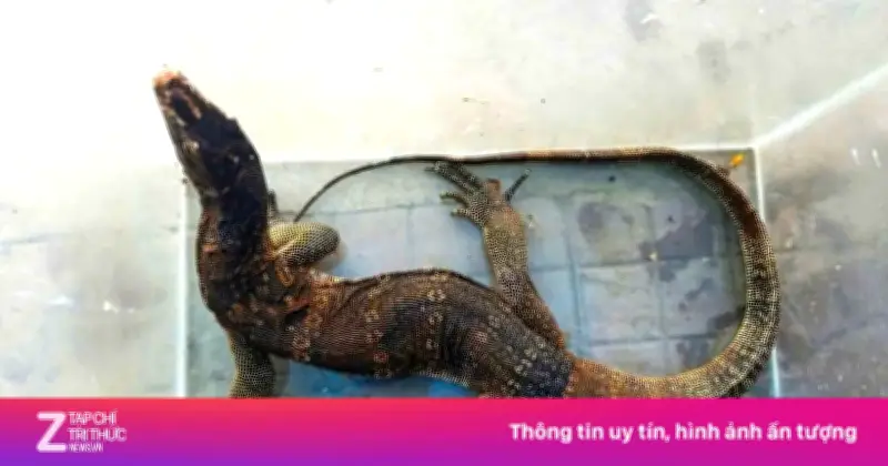 Kỳ Đà Hoa Quý Hiếm Bò Vào Phòng Ngủ Gia Đình Ở Cà Mau, Được Bàn Giao Tái Thả