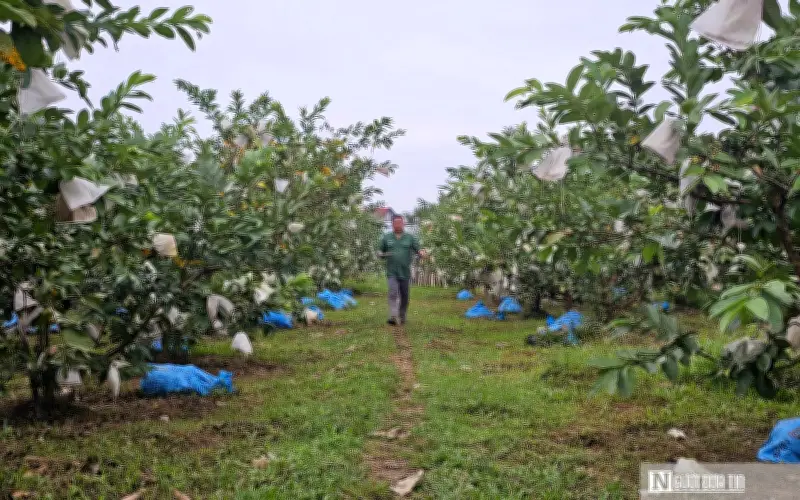 Kỹ sư bỏ lương cao về quê, xây trang trại tỷ đồng từ ổi không hạt và lợn nái