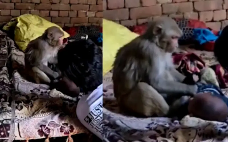 Khỉ mẹ giữ em bé 3 tháng tuổi gần 2 tiếng vì nhầm là con mình