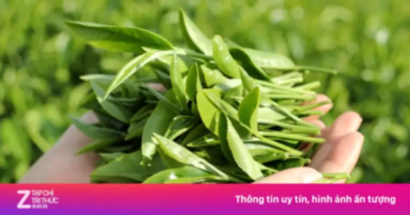 Khám Phá Nguồn Gốc Trà: Từ Truyền Thuyết Đến Sự Thật Lịch Sử