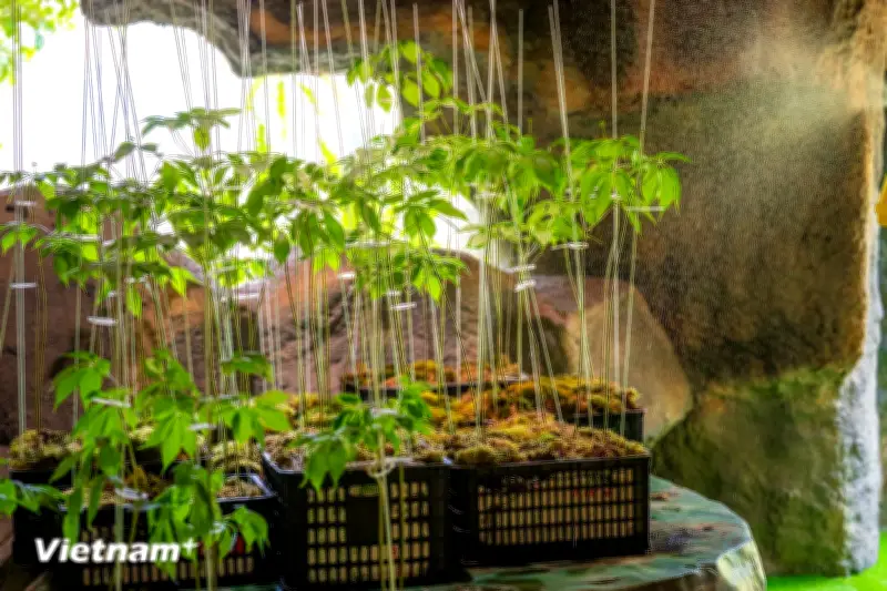 Khám Phá Thế Giới Thảo Dược Độc Đáo Giữa Lòng Gia Lai