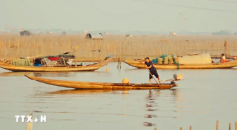 Khám phá thời điểm vàng ngắm bình minh tuyệt đẹp trên phá Tam Giang