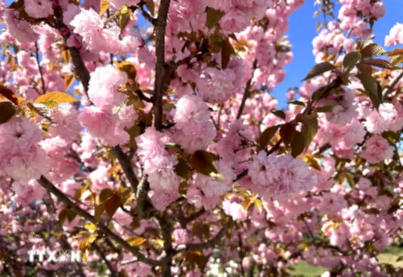 Không gian rực rỡ sắc hồng của hoa anh đào kép tại Mỹ