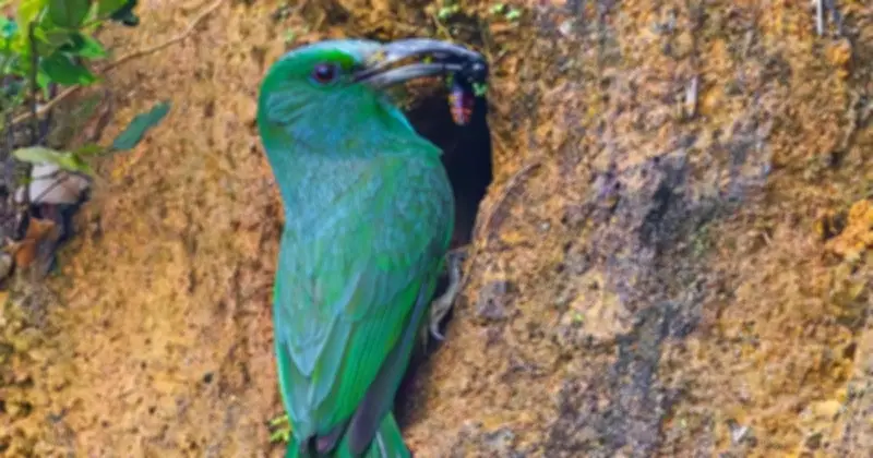 Khoảnh khắc chim trảu xanh mớm mồi cho con ở vách đất Sơn Trà gây xúc động