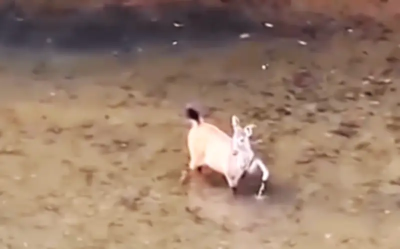 Khoảnh khắc thú rừng dừng chân vỗ nước tung tóe giữa dòng suối