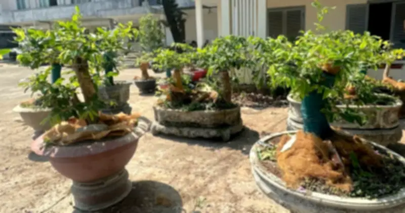 Kiểm lâm Côn Đảo xử phạt 3 triệu đồng vì tàng trữ mai vàng, luật sư chất vấn tính pháp lý