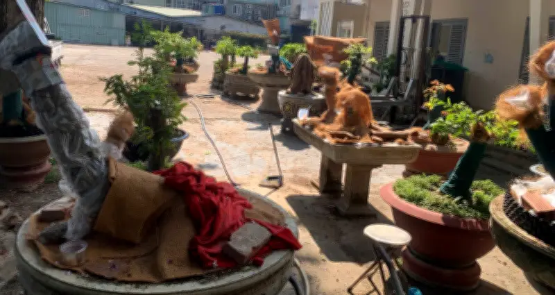 Kiểm lâm lên tiếng vụ phát hiện 42 cây mai vàng không rõ nguồn gốc tại Đồng Nai