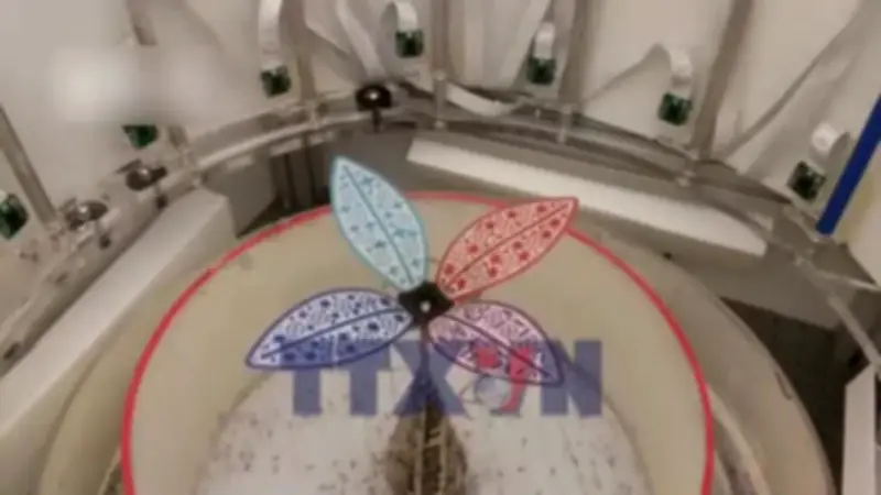 Kiến Dệt Australia: Bậc Thầy Xây Dựng Tổ Với Trí Tuệ Tập Thể Đáng Kinh Ngạc