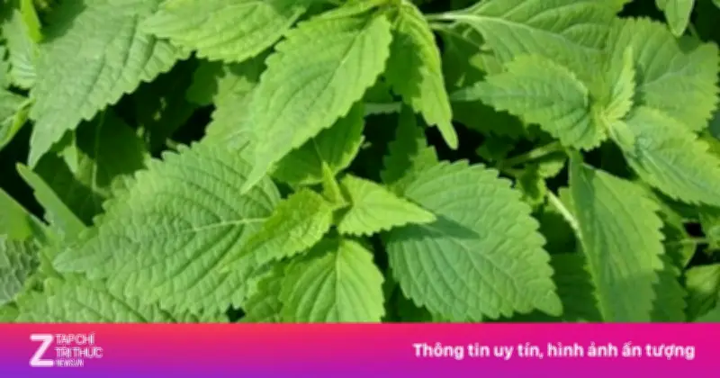 Kinh Giới: Loại Thảo Dược Quý Không Chăm Vẫn Mọc, Bổ Dưỡng Không Kém Nhân Sâm