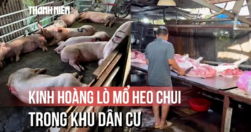 Kinh hoàng phát hiện hai lò giết mổ heo chui trong hẻm sâu tại TP.HCM