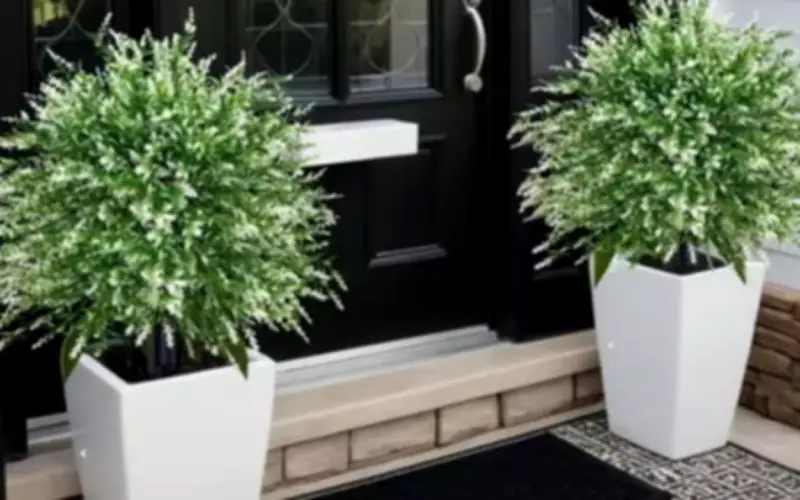 Lý do giới nhà giàu thường đặt hai chậu cây trước cửa nhà