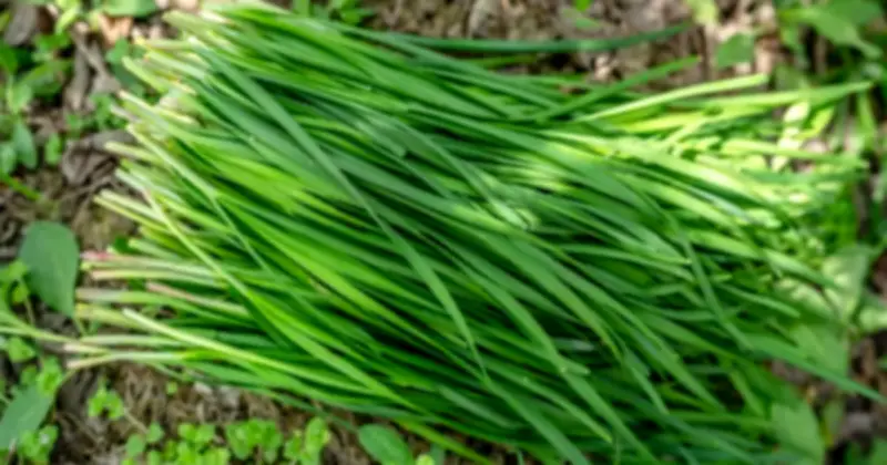 Lá Hẹ: Thảo Dược Tự Nhiên Với Nhiều Lợi Ích Sức Khỏe Đáng Kinh Ngạc