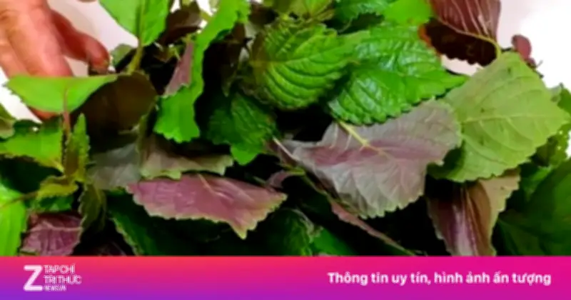 Lá Tía Tô: 3 Nhóm Người Cần Hạn Chế Ăn Nhiều Dù Có Nhiều Lợi Ích Sức Khỏe