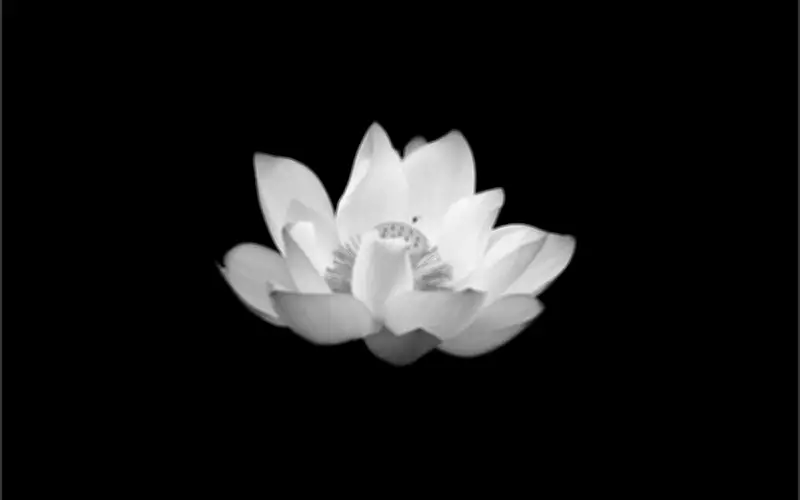 Lễ tang cụ Nguyễn Thị Vinh: Gia đình cảm ơn sự chia buồn và hỗ trợ