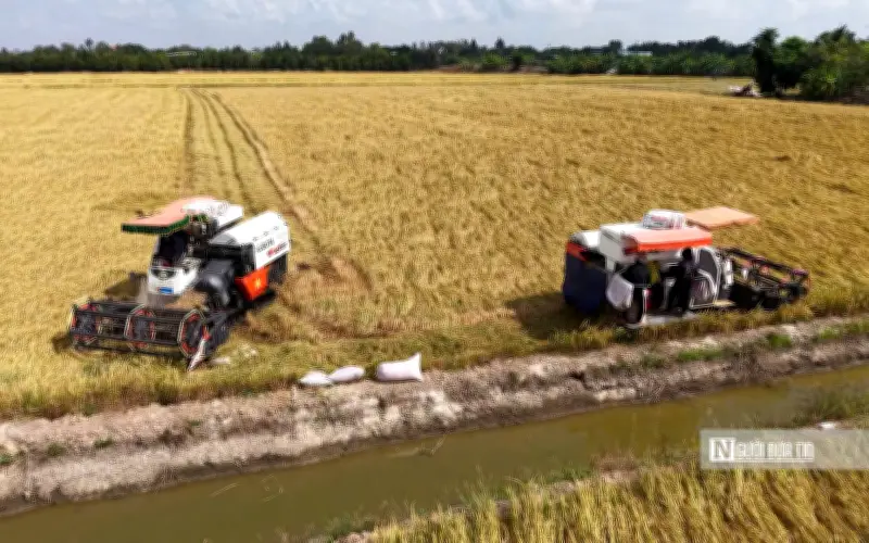 Lúa Đông Xuân Tây Ninh trúng mùa nhưng lợi nhuận thấp vì giá giảm, chi phí tăng