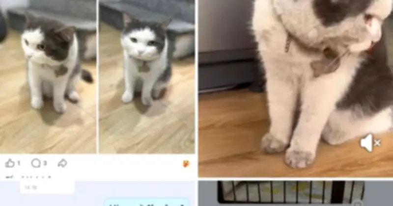 Lừa đảo tiền chuộc thú cưng bằng AI: Nỗi ám ảnh mới của chủ nuôi tại TP.HCM