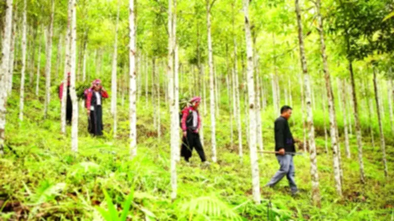 Lai Châu ứng phó với nguy cơ cháy rừng cao trong thời tiết nắng nóng kéo dài