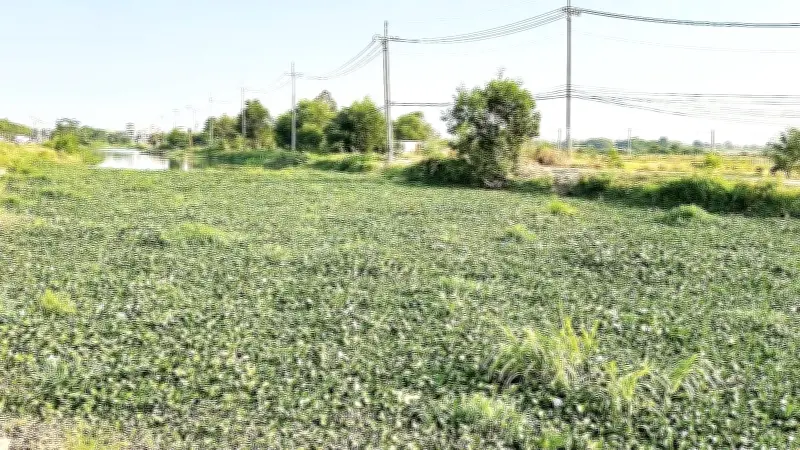 Lục Bình Tràn Ngập Sớm, Đe Dọa Du Lịch Và Môi Trường Tại Nam Bộ