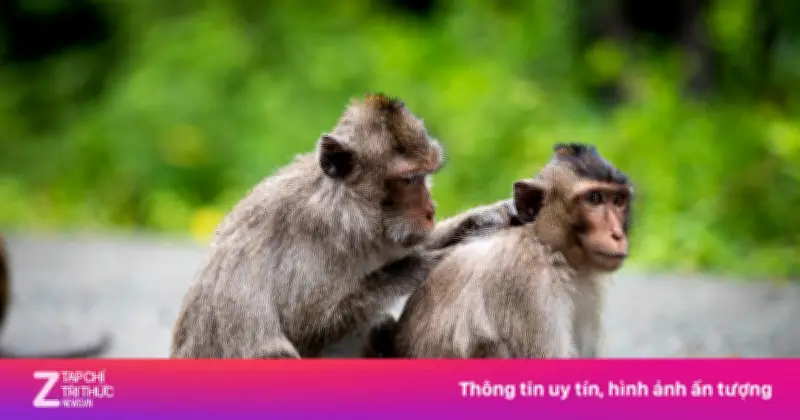 Liên tiếp 5 du khách bị khỉ cắn tại Mũi Điện nhập viện cấp cứu