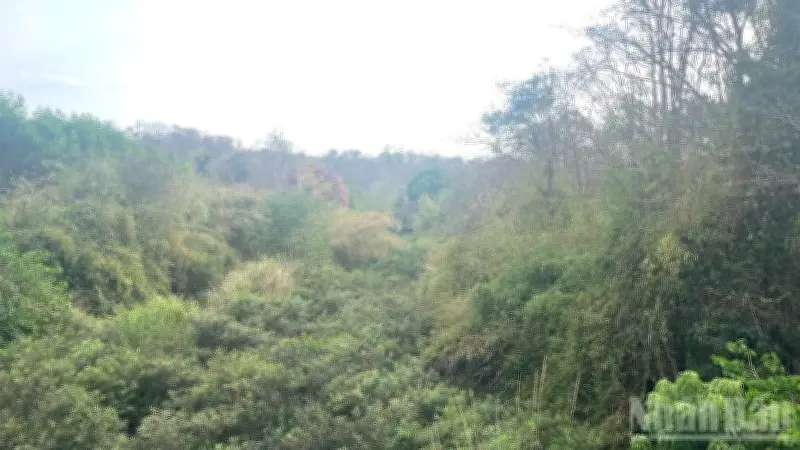 Lâm Đồng làm rõ việc diện tích rừng tự nhiên giảm hơn 17.700ha