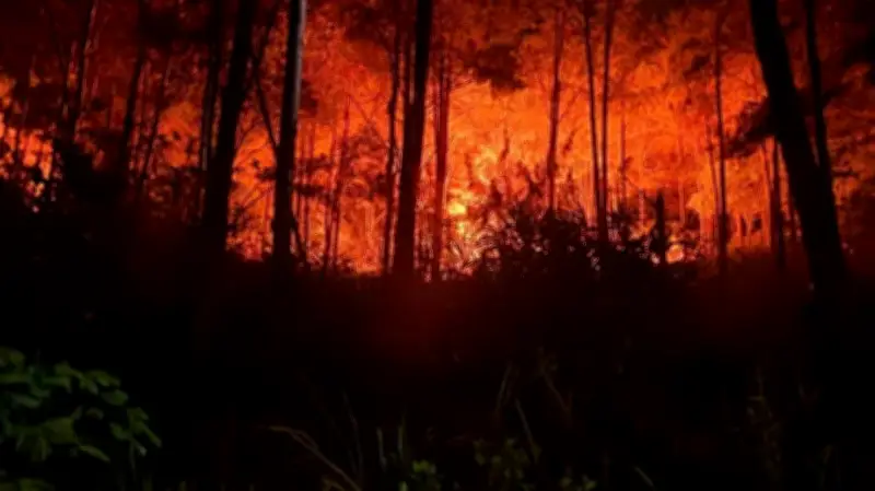 Lâm Đồng nhanh chóng khống chế đám cháy dưới tán rừng thông tự nhiên