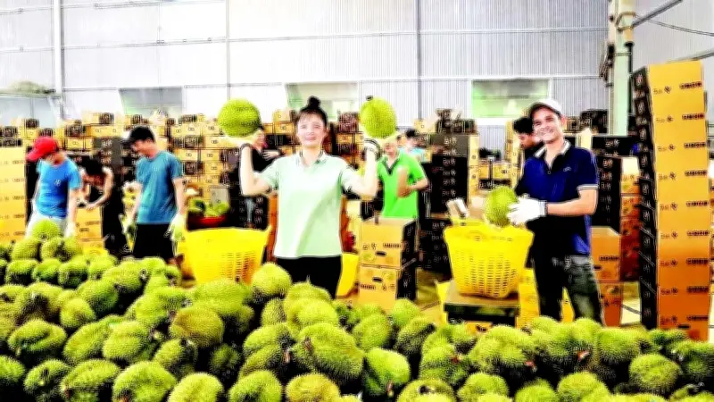 Lâm Đồng Siết Chặt Quy Định Sầu Riêng, Công Bố Đô Thị Loại II, III