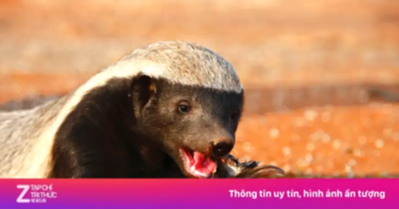 Lửng Mật: 'Trùm Giang Hồ' Nhỏ Bé Nhưng Gan Lì Nhất Thế Giới Động Vật