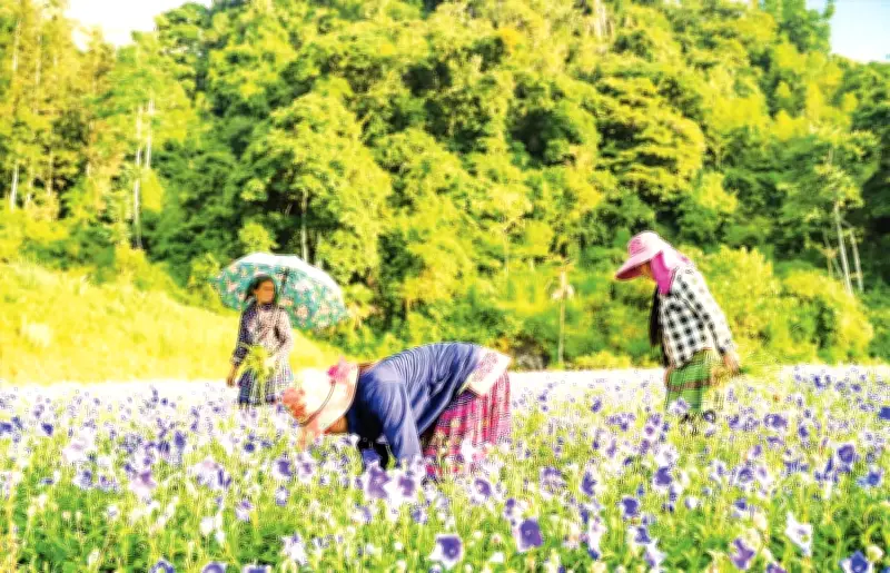 Lùng Phình chuyển mình: Dược liệu xanh thay thế ngô lúa, mở lối thoát nghèo bền vững