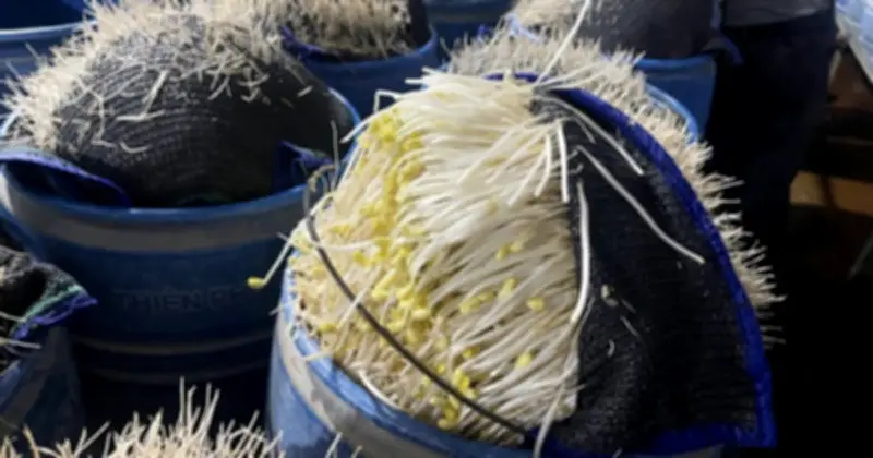 Lào Cai khởi tố đối tượng sản xuất hơn 510 tấn giá đỗ chứa chất độc hại 6-BAP