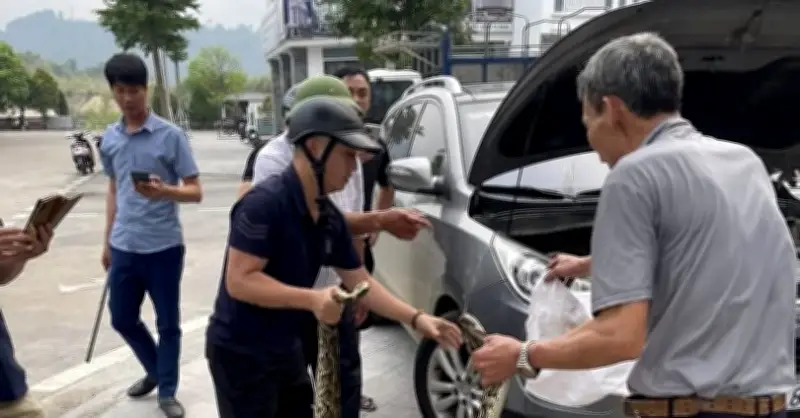 Lào Cai: Tài xế Hyundai Tucson kinh hãi phát hiện trăn khổng lồ trong khoang máy