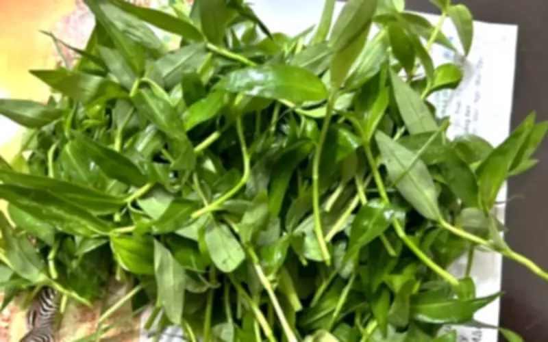 Loại cỏ dại mọc nhiều sau mua chế biến món ngon giúp bổ phổi giải nhiệt ngày hè