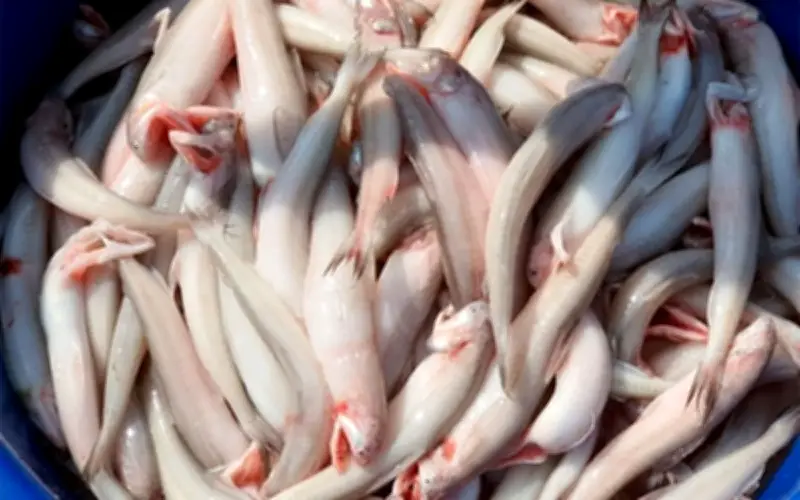 Loại cá trước bán rẻ nay thành đặc sản, người trung niên nên ăn giúp nhuận tràng, ổn định đường huyết