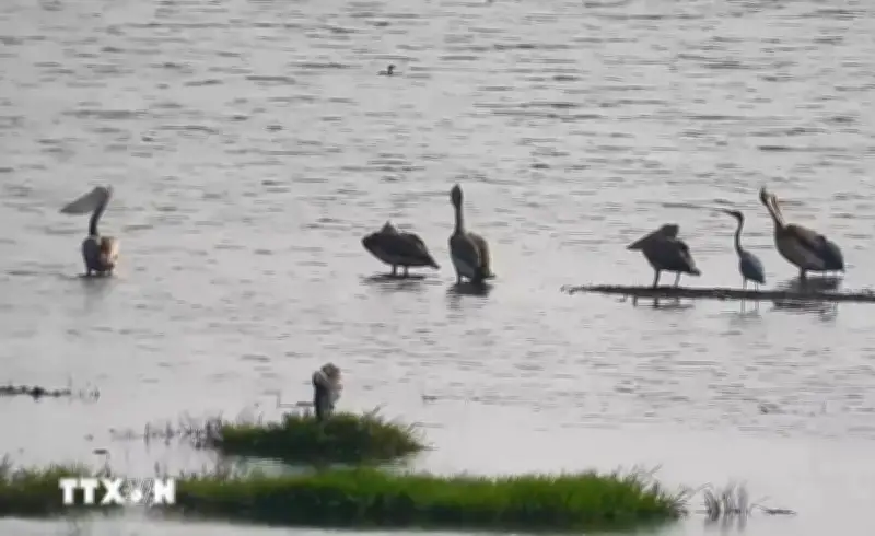 Loài chim quý hiếm tái xuất tại Vườn Quốc gia Tràm Chim sau nhiều năm vắng bóng