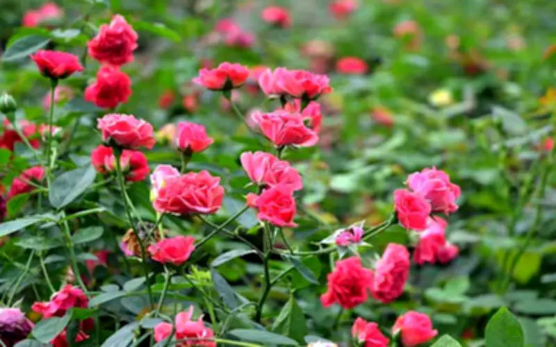 Loài hoa mang năng lượng tích cực, thu hút tài lộc và may mắn cho gia chủ