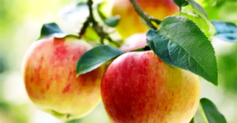 Loại quả ăn mỗi ngày giúp giảm mỡ máu, bảo vệ tim mạch hiệu quả