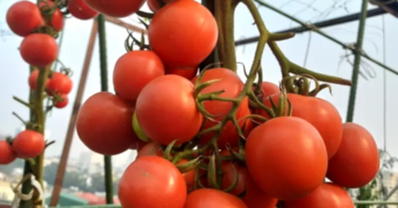 Loại quả rẻ tiền bán đầy chợ được mệnh danh là 'chân tự nhiên' phòng đột quỵ