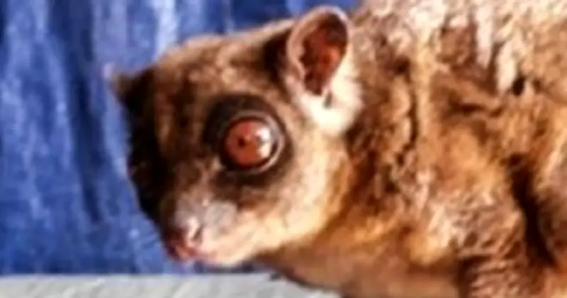 Loài Vật Quý Hiếm Bậc Nhất Hành Tinh, Ngỡ Đã Tuyệt Chủng 6.000 Năm, Bất Ngờ Tái Xuất