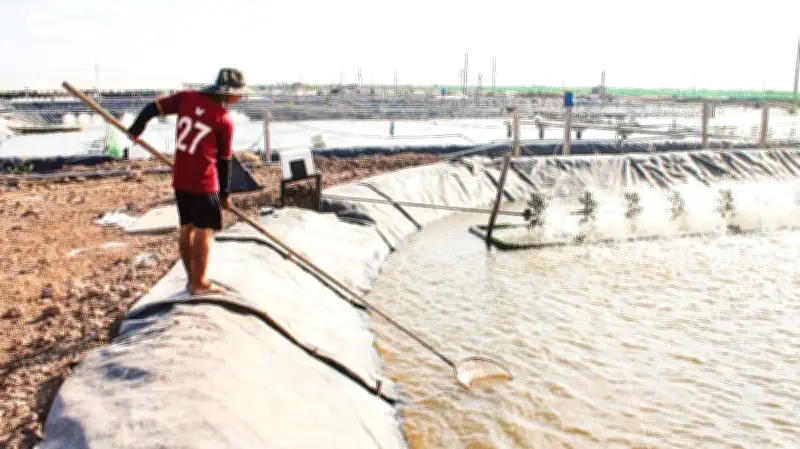 Mô Hình Kinh Tế Hợp Tác Giúp Đồng Bào Khmer Thoát Nghèo Bền Vững